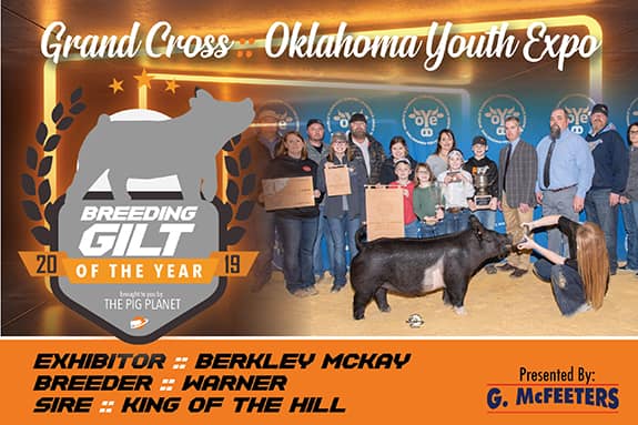 breeding gilt of the year - 2019