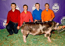Michigan Livestock Expo Winner