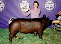 Michigan Livestock Expo Winner