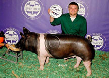 Michigan Livestock Expo Winner