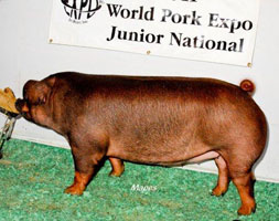 Duroc Gilts