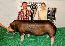 Team Purebred National Jr Summer Show Winner