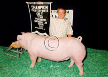 Team Purebred National Jr Summer Show Winner