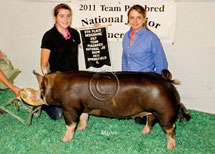 Team Purebred National Jr Summer Show Winner