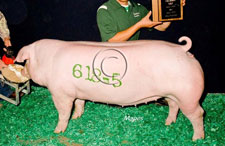 Fall Classic Champion