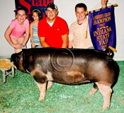 IN State Fair Gilt