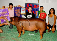 IN State Fair Gilt