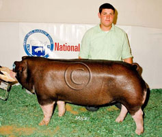 NBS 2011