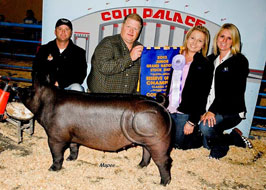 Cow Palace Show Pig Results