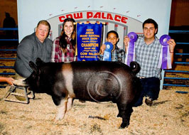Cow Palace Show Pig Results