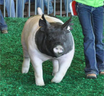 Louisiana State Fair Show Pig Results