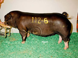 CPS Open Show
