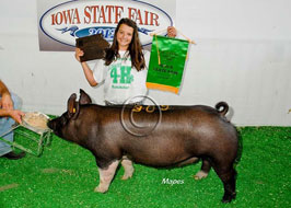 Iowa State Fair 4-H Pig Show Results