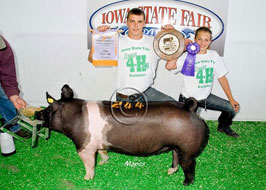 Iowa State Fair 4-H Pig Show Results