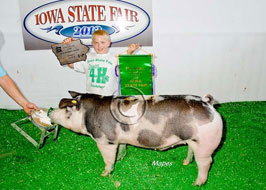 Iowa State Fair 4-H Pig Show Results