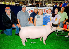 Iowa State Fair Show Pig Results