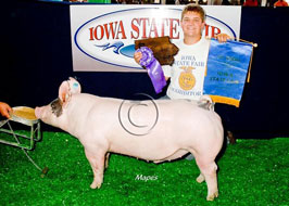 Iowa State Fair FFA Pig Show Results