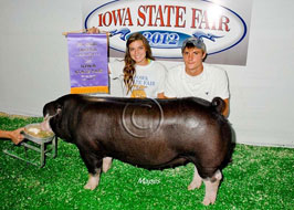 Iowa State Fair 4-H Pig Show Results