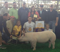Iowa State Fair Show Pig Results