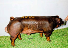 Iowa State Fair Open Show Pig Results