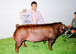 Iowa State Fair Open Show Pig Results
