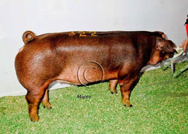 Iowa State Fair Open Show Pig Results