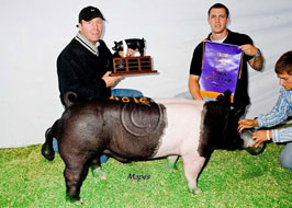Iowa State Fair Open Show Pig Results