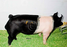 Iowa State Fair Open Show Pig Results