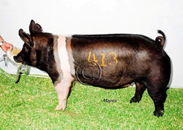 Iowa State Fair Open Show Pig Results