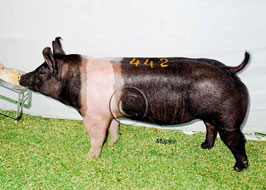 Iowa State Fair Open Show Pig Results