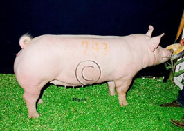 Iowa State Fair Open Show Pig Results