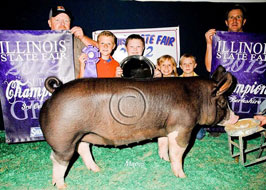 Illinois State Fair Show Pig Results