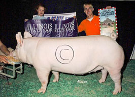 Illinois State Fair Show Pig Results