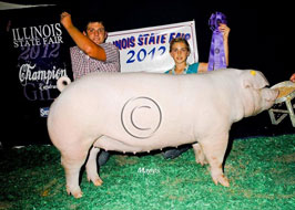 Illinois State Fair Show Pig Results