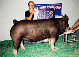 Illinois State Fair Show Pig Results