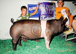Illinois State Fair Show Pig Results