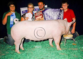 Illinois State Fair Show Pig Results