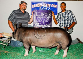 Illiinois State Fair Barrow Show Results