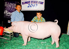 Illiinois State Fair Barrow Show Results