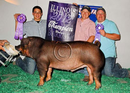 Illiinois State Fair Barrow Show Results