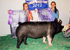 Illiinois State Fair Barrow Show Results
