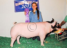 Illiinois State Fair Barrow Show Results