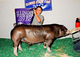 Illiinois State Fair Barrow Show Results