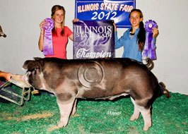 Illiinois State Fair Barrow Show Results
