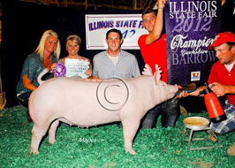Illiinois State Fair Barrow Show Results