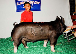 Illiinois State Fair Barrow Show Results