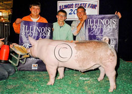 Illiinois State Fair Barrow Show Results
