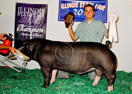 Illiinois State Fair Barrow Show Results