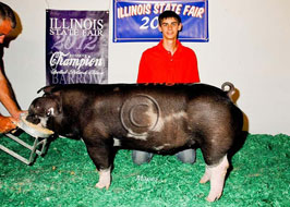 Illiinois State Fair Barrow Show Results