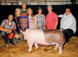 Crossbred Classic Show Pig Results